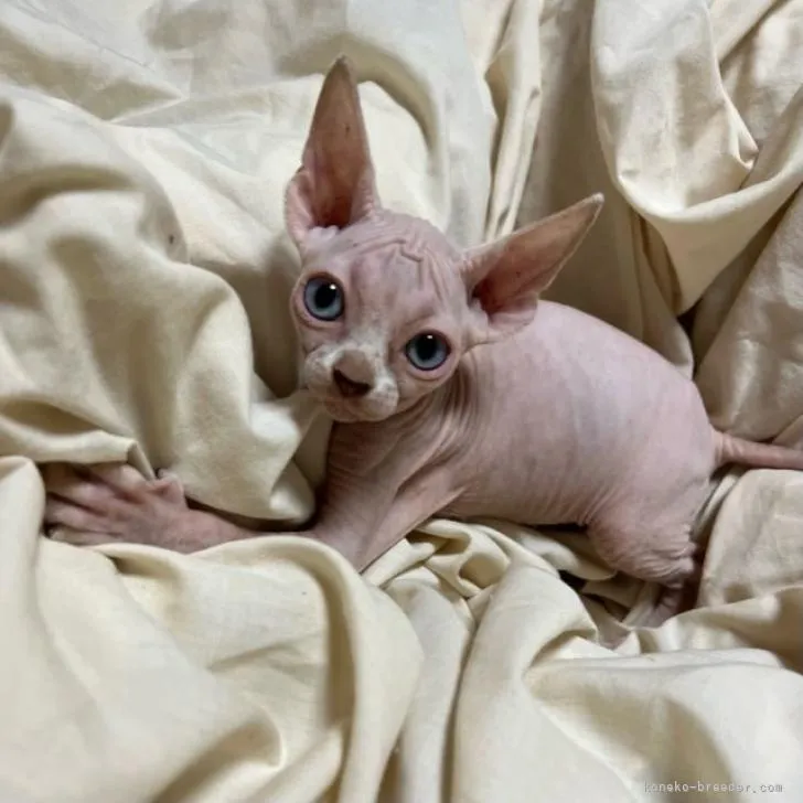 あきひめ 様のお迎えした子猫