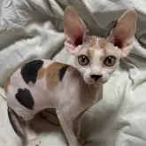 スフィンクス【滋賀県・女の子・2024年6月26日・ポイントカラー】の写真1