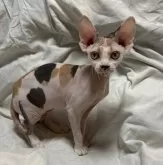 スフィンクス【滋賀県・女の子・2024年6月26日・ポイントカラー】の写真3