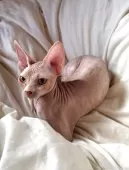 スフィンクス【滋賀県・女の子・2025年6月11日・ブラウン】の写真11