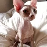 スフィンクス【滋賀県・女の子・2025年6月11日・ブラウン】の写真15