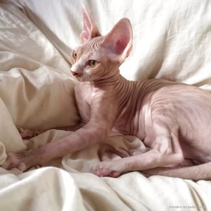 スフィンクス【滋賀県・女の子・2025年6月11日・ブラウン】の写真1「メチャクチャ可愛いです」