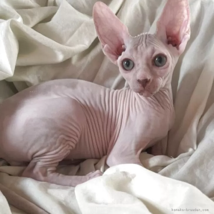 ID：2507-01124の子猫