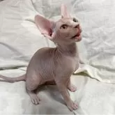 スフィンクス【滋賀県・女の子・2025年6月11日・ブラウン】の写真2