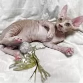 スフィンクス【滋賀県・女の子・2025年6月11日・ブラウン】の写真2