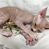 スフィンクス【滋賀県・女の子・2025年6月11日・ブラウン】の写真4