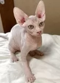 スフィンクス【滋賀県・女の子・2025年6月11日・ブラウン】の写真4