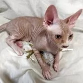 スフィンクス【滋賀県・女の子・2025年6月11日・ブラウン】の写真5