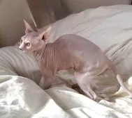 スフィンクス【滋賀県・女の子・2025年6月11日・ブラウン】の写真5