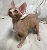 スフィンクス【滋賀県・女の子・2025年6月11日・ブラウン】の写真6