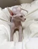 スフィンクス【滋賀県・女の子・2025年6月11日・ブラウン】の写真8