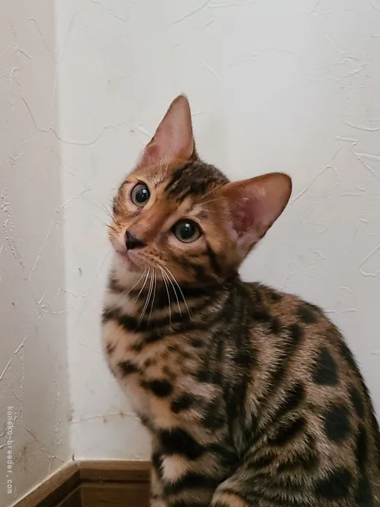 ID:2106-02164の子猫