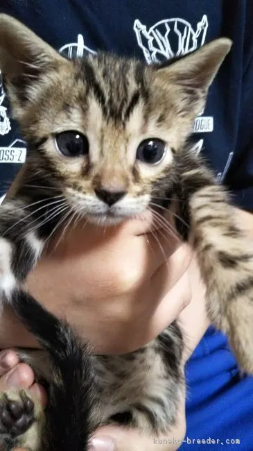 ID:1903-01151の子猫
