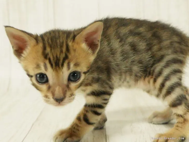 ID:1806-00086の子猫