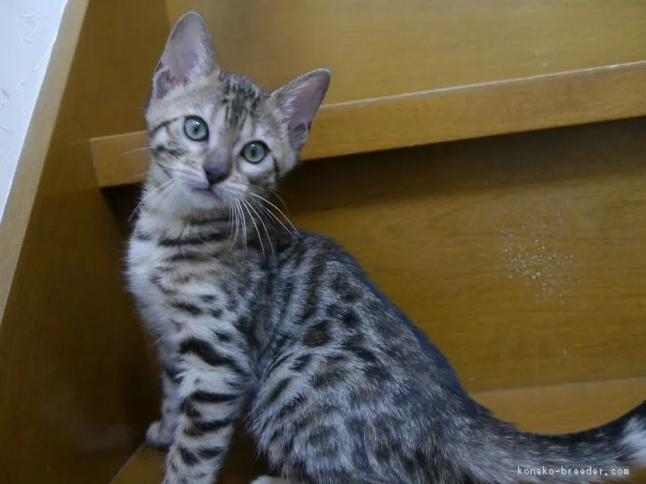ID:1606-00034の子猫