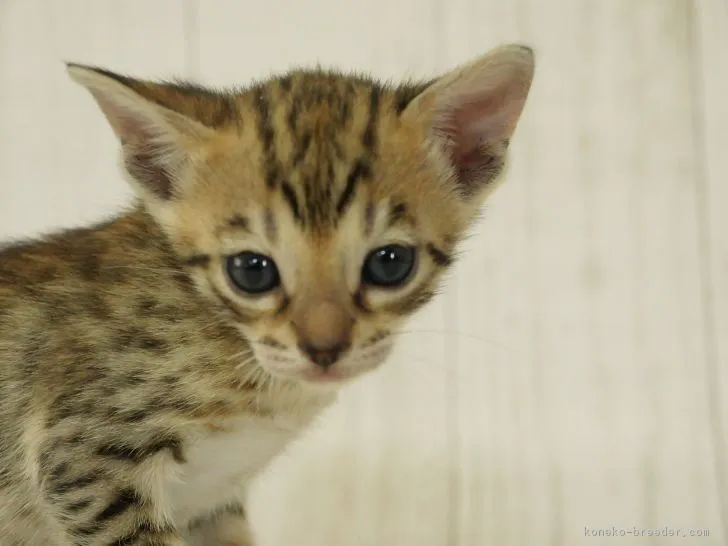 ID:1806-00081の子猫