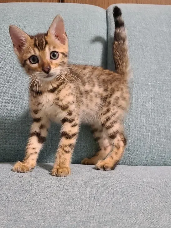 ID:2107-02539の子猫