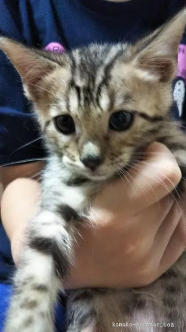 ID:1907-01070の子猫