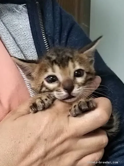 ID:2007-00145の子猫