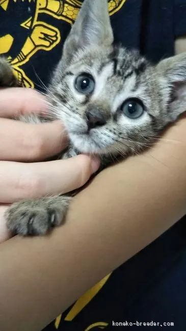 ID：1911-00714の子猫