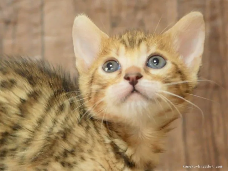 ID:1902-00299の子猫