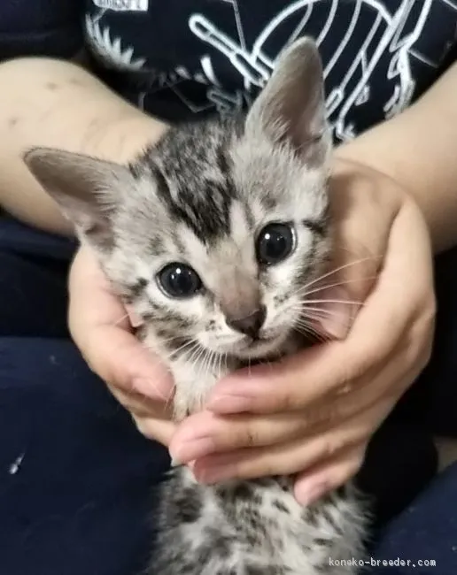 ID:2007-00150の子猫