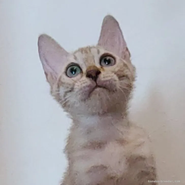 ID:2310-01318の子猫