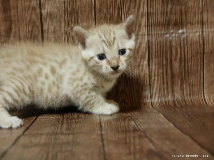 ID:1812-00082の子猫