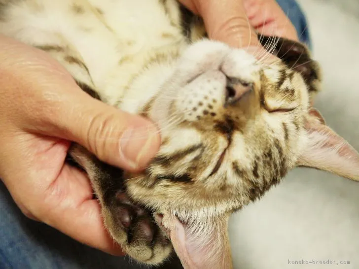 ID：1812-00079の子猫
