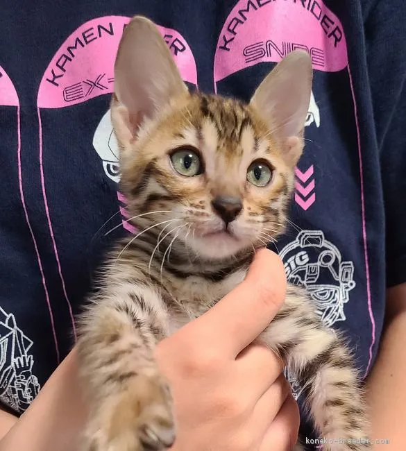 ID:2010-00398の子猫