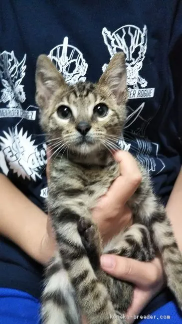 ID:1911-00715の子猫