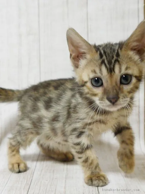 ID:1904-00066の子猫