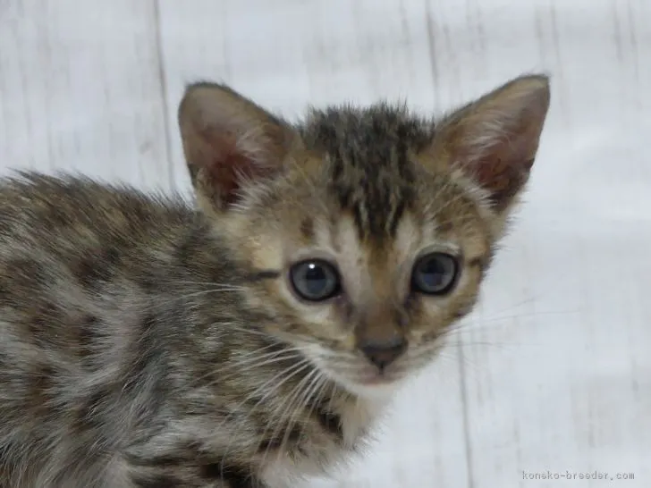 ID:1809-00384の子猫
