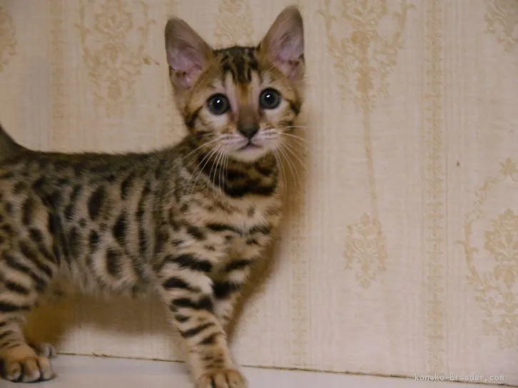 ID:1611-00426の子猫