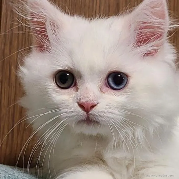 ID：2207-03298の子猫