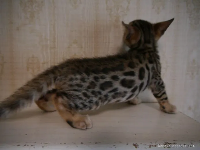 ID:1511-00122の子猫