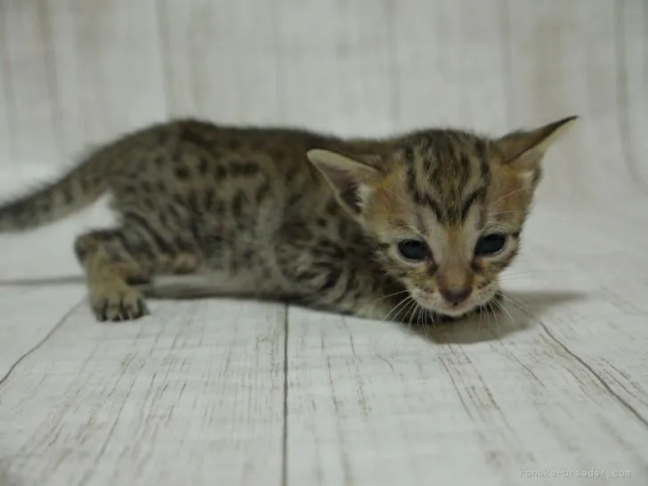 ID：1812-00086の子猫