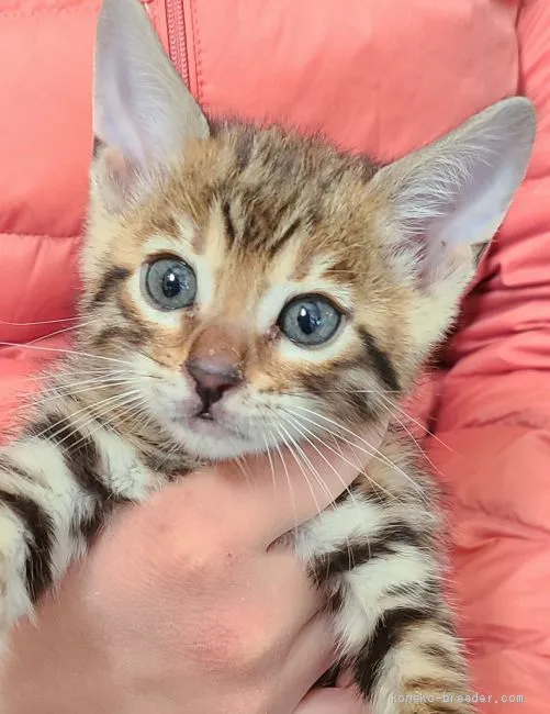 タツ 様のお迎えした子猫