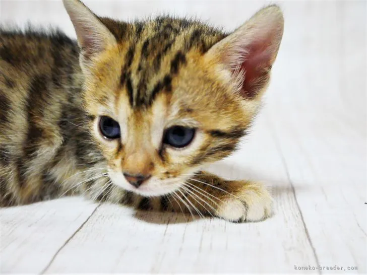 ID：1810-00265の子猫