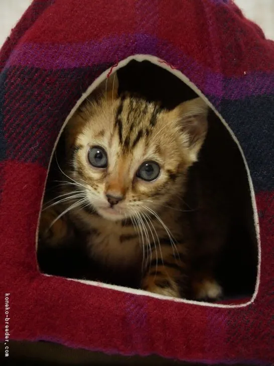 ID:1810-00266の子猫