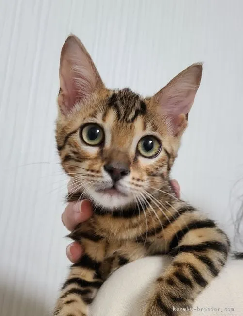 ID:2110-00966の子猫