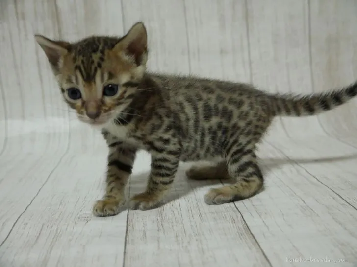 ID:1812-00083の子猫