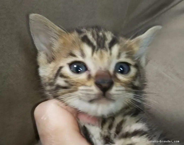 ID:1903-00081の子猫