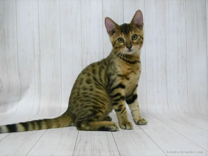 ID：1707-01264の子猫