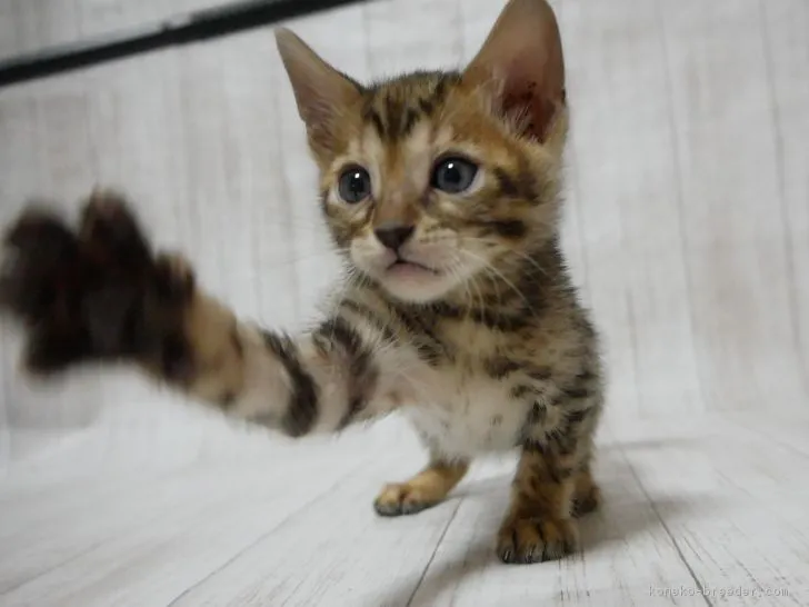 ID:1901-00123の子猫