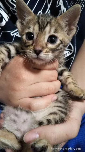 ID：1903-01153の子猫
