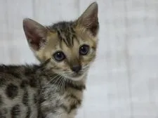ID:1809-00387の子猫