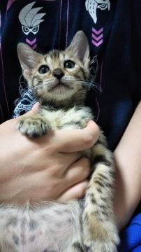 ベンガル【埼玉県・女の子・2019年5月7日・ブラウンスポッテッドタビー】の写真「お値下げしました。即日お引渡しで更にお値引♪」