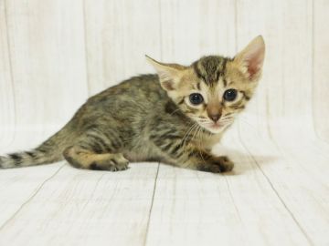 ベンガル【埼玉県・女の子・2018年5月11日・ブラウンスポッテッドタビー】の写真「将来、美猫の予感♪」