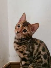 ベンガル【埼玉県・男の子・2021年3月20日・ブラウンスポッテッドタビー】の写真1